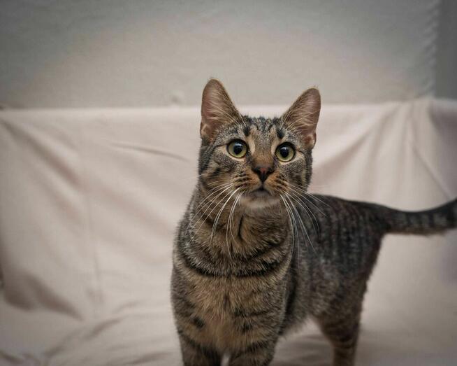 Wesoły, kociak MIAURYCY szuka kochającego domu/Poznań