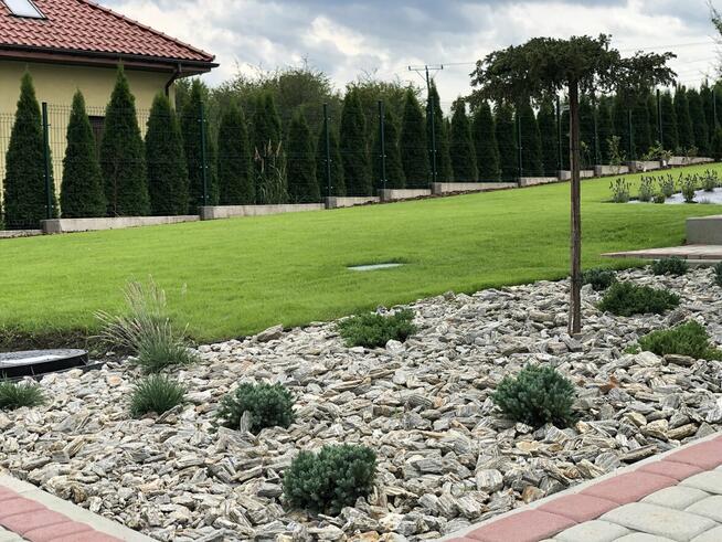 Ogród / trawnik z rolki / trawnik