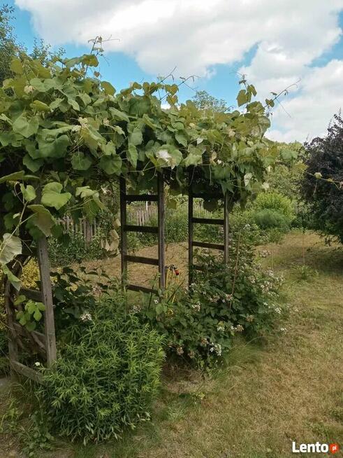 Sielska działka na Ogródkach Działkowych Zielona Polana