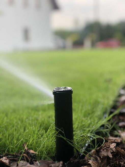 Ogród / trawnik z rolki / trawnik