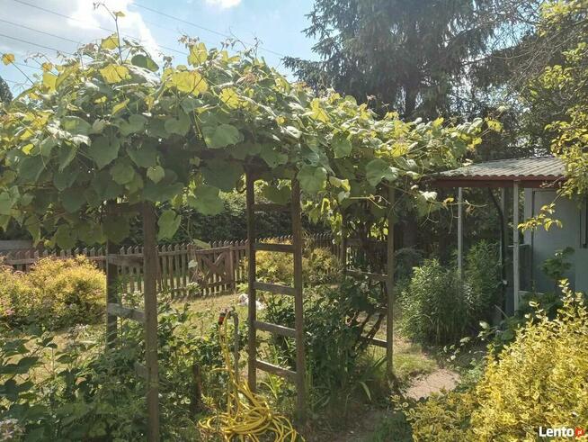 Sielska działka na Ogródkach Działkowych Zielona Polana