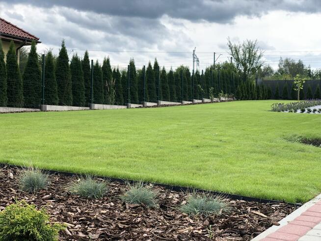 Ogród / trawnik z rolki / trawnik