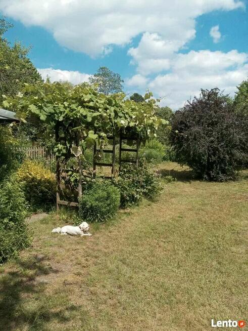 Sielska działka na Ogródkach Działkowych Zielona Polana