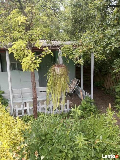 Sielska działka na Ogródkach Działkowych Zielona Polana