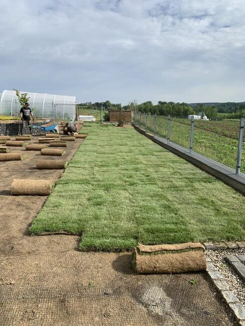 Ogród / trawnik z rolki / trawnik