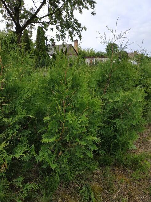 Sprzedam świerki i tuje kopane z gruntu