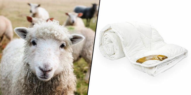 Kołdra 160x200 wełniana Woolly zimowa 100% wełna owacza