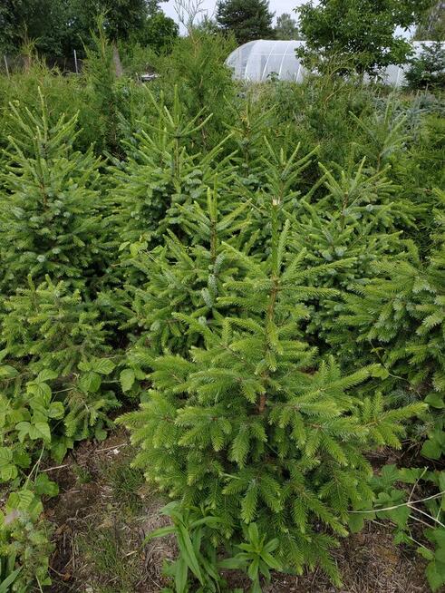 Sprzedam świerki i tuje kopane z gruntu