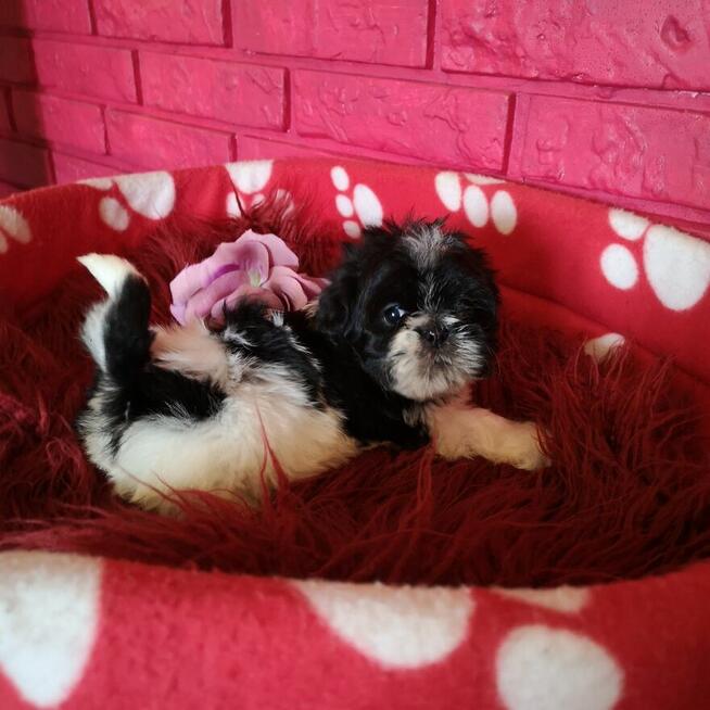 SHIH TZU Już do odbioru szczenięta - śliczne puchate maluchy