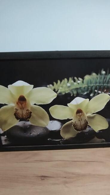 Sprzedam obrazek storczyki