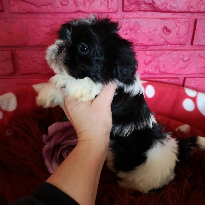 SHIH TZU Już do odbioru szczenięta - śliczne puchate maluchy