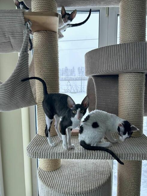 kocięta Cornish Rex