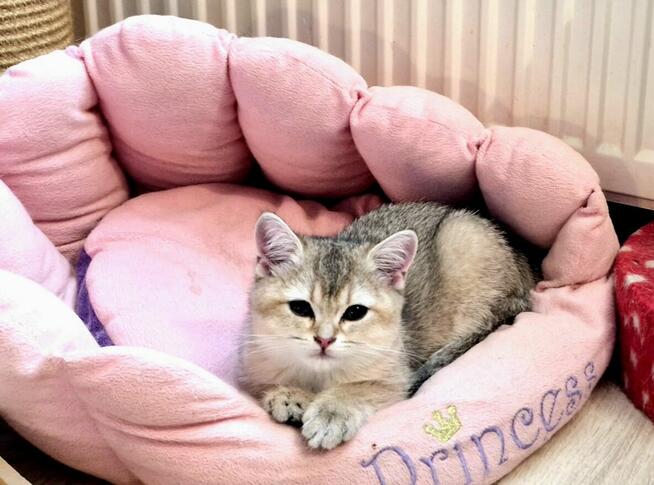 Koteczki brytyjskie złote