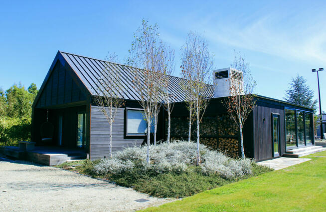 Brzoza pożyteczna DOORENBOS -duże sadzonki śląsk małopolska