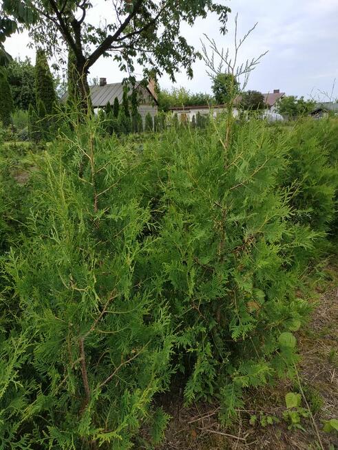 Sprzedam tuje i świerki kopane z gruntu