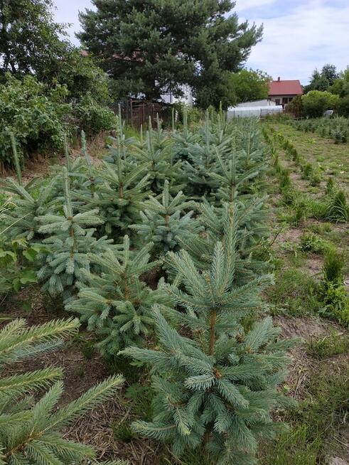 Sprzedam świerki i tuje kopane z gruntu