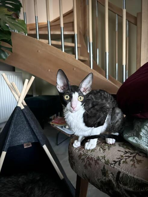 kocięta Cornish Rex