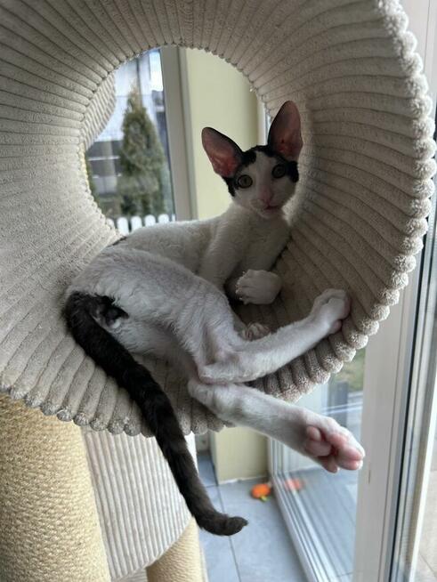 kocięta Cornish Rex