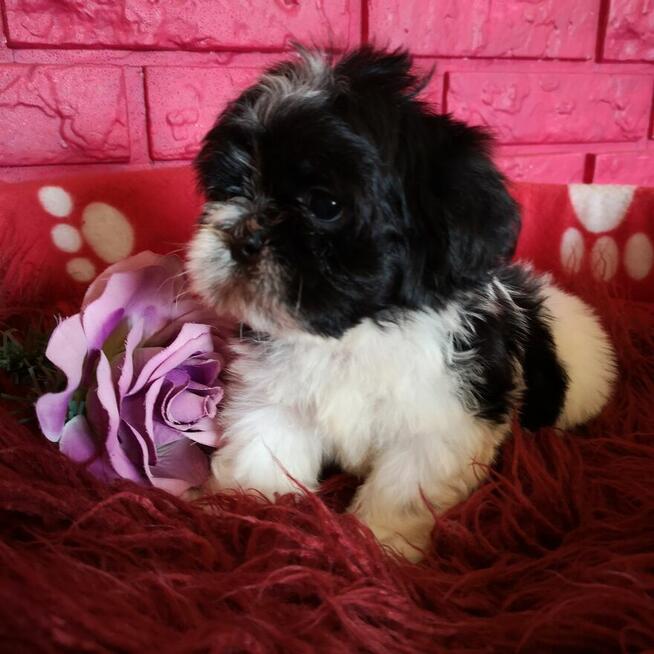 SHIH TZU Już do odbioru szczenięta - śliczne puchate maluchy