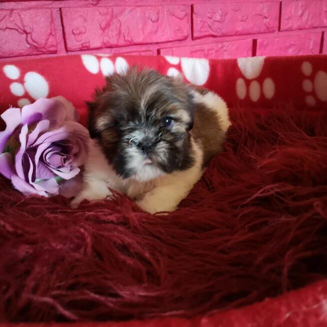 SHIH TZU Już do odbioru szczenięta - śliczne puchate maluchy