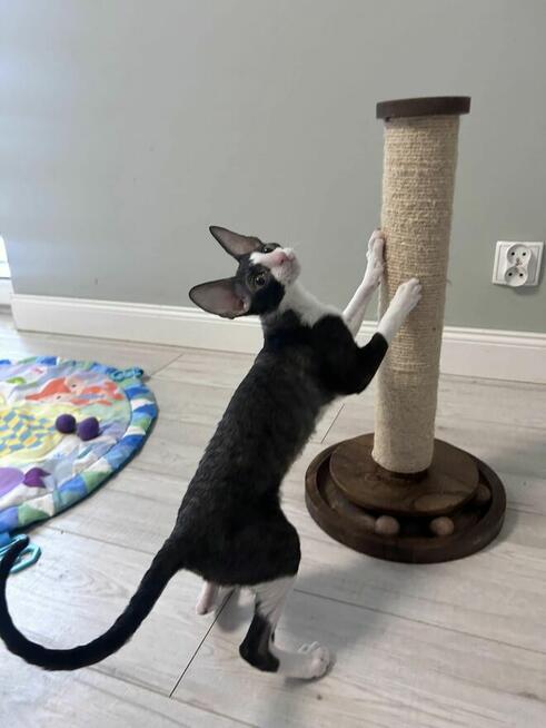 kocięta Cornish Rex