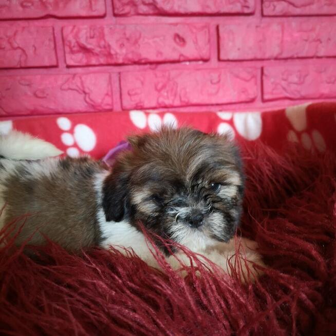 SHIH TZU Już do odbioru szczenięta - śliczne puchate maluchy