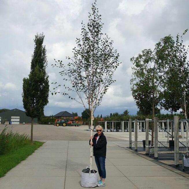 Brzoza pożyteczna DOORENBOS -duże sadzonki śląsk małopolska