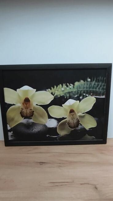 Sprzedam obrazek storczyki