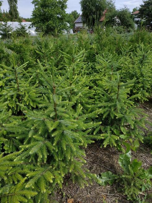 Sprzedam tuje i świerki kopane z gruntu