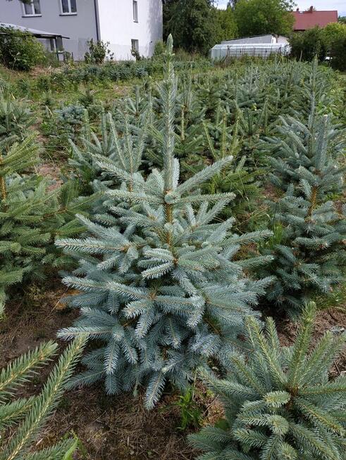 Sprzedam tuje i świerki kopane z gruntu