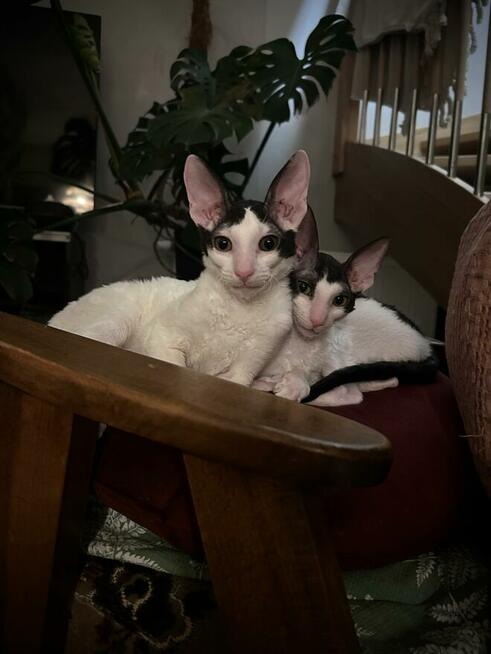 kocięta Cornish Rex