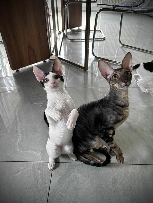 kocięta Cornish Rex