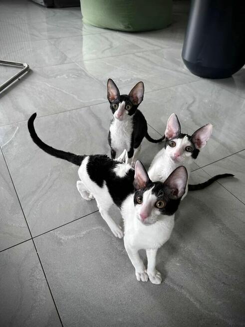 kocięta Cornish Rex