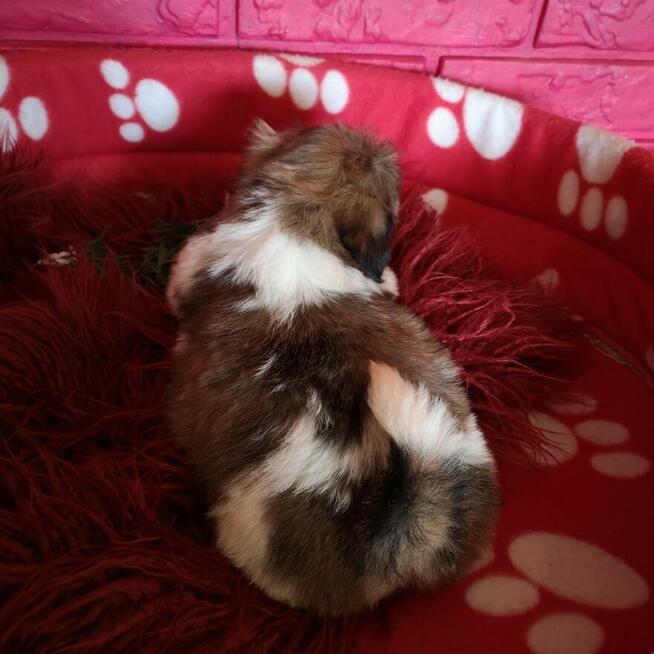 SHIH TZU Już do odbioru szczenięta - śliczne puchate maluchy