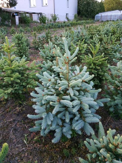Sprzedam świerki i tuje kopane z gruntu