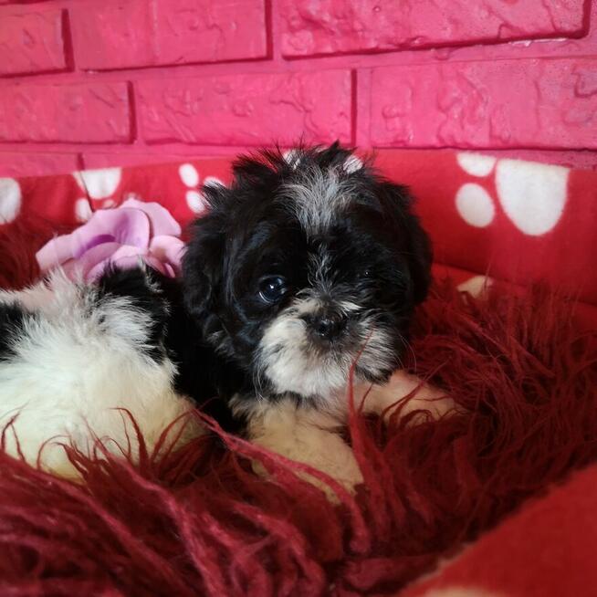 SHIH TZU Już do odbioru szczenięta - śliczne puchate maluchy