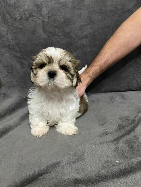 shih tzu szuka domu