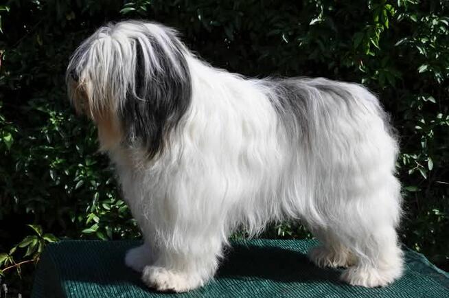 Polski Owczarek Nizinny FCI - PON szczenięta rodowodowe