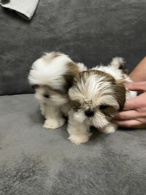 shih tzu szuka domu