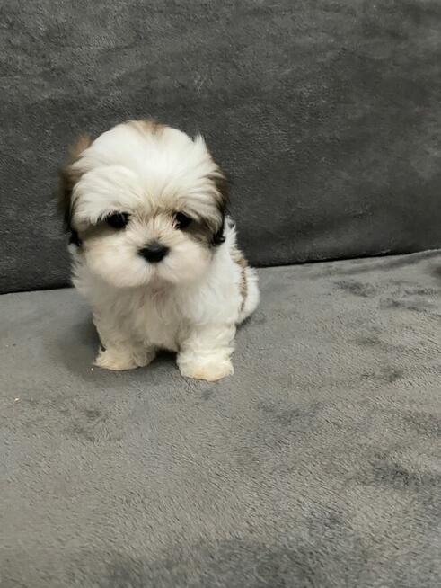 shih tzu szuka domu
