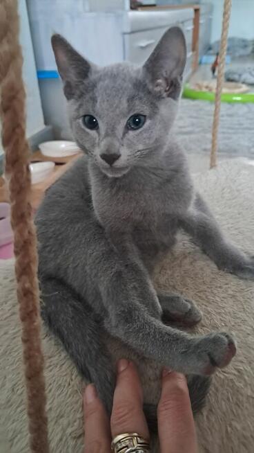 Kocięta Rosyjskie Niebieskie