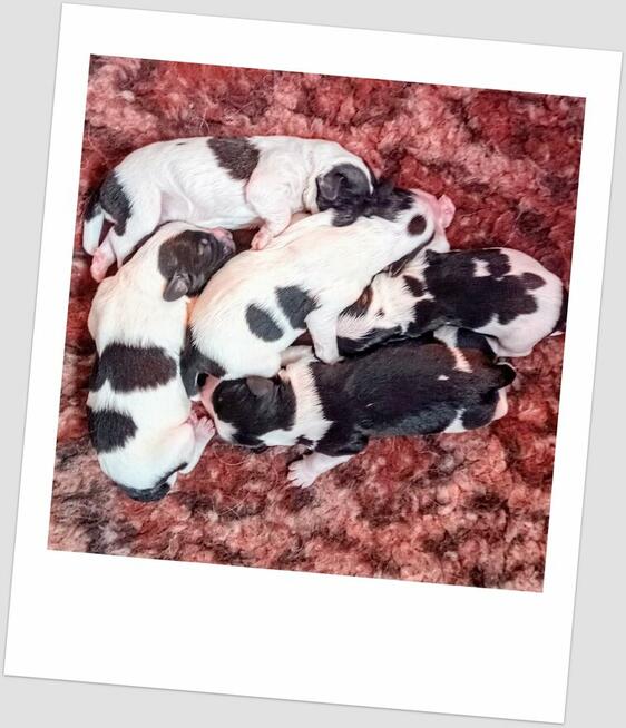 Polski Owczarek Nizinny FCI - PON szczenięta rodowodowe