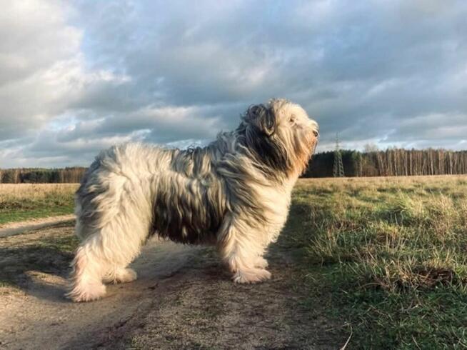 Polski Owczarek Nizinny FCI - PON szczenięta rodowodowe
