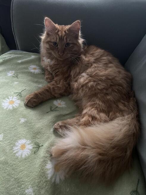 Kocięta syberyjskie rodowodowe