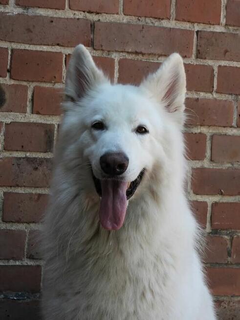 Biały Owczarek Szwajcarski