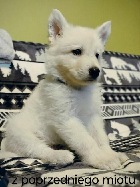 Biały Owczarek Szwajcarski