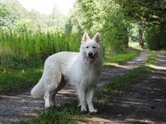 Biały Owczarek Szwajcarski