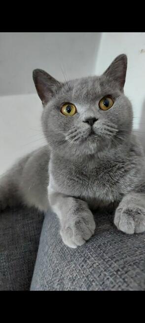 Koty brytyjskie krotkowłose