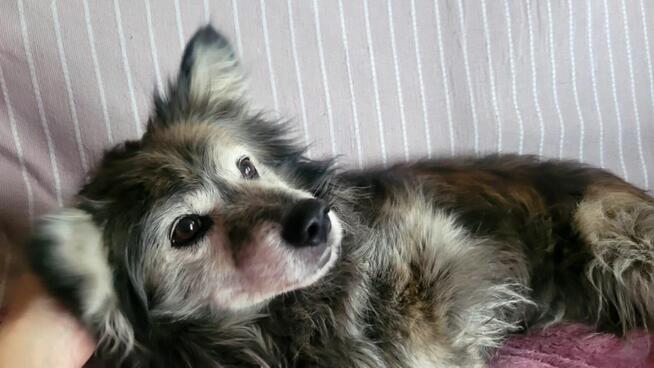 Jeżyk poleca się do adopcji