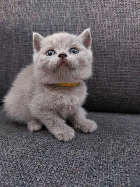 Koty brytyjskie krotkowłose